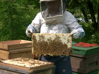 ぎっしり蜜の詰まった蜜枠を空の巣脾枠に入れ替えます。巣蜜枠は持ち帰り自宅の作業場で搾ります